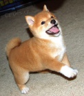 Prod�m o�kovan� �t��ata mini Shiba inu