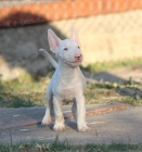 Mini bulteri�r �t�n�