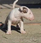 Bulteri�r �t��ata na prodej