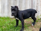 Cane Corso �t��ata