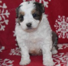 tata Aussiedoodle na prodej.