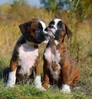 Prod�m �t��ata n�meck�ho boxera