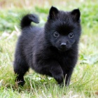 Prodm tata Schipperke