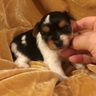 Prod�m mini �t��ata biewer teri�ra.