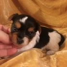 Prod�m mini �t��ata biewer teri�ra.