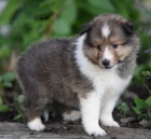 Prod�m �t��ata shetlandsk�ho ov��ka