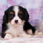 Prodm okovan a oderven tata Kavalr King Charles Spaniel.