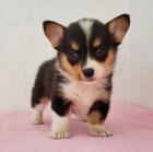 Prodm krsn, andlsk mini okovan a oderven tata Pembroke Welsh Corgi.