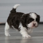 Prod�m hygienicky,soci�ln� vy�kolen� a o�kovan� �t��ata SHIH TZU