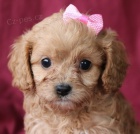 Prod�m �t��ata CAVAPOO.