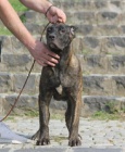 tata Cane corso 