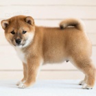 Prodm miniaturn tata shiba inu.