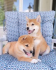 Prodm miniaturn tata shiba inu.