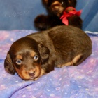 Prod�m �t��ata trpasli��ch dlouhosrst�ch jezev��k�.