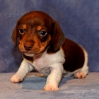 Prod�m �t��ata trpasli��ch kr�tkosrst�ch jezev��k�.