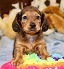 Prod�m �t��ata trpasli��ch jezev��k�.