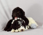 Lagotto Romagnolo �t��ata