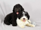 Lagotto Romagnolo �t��ata