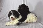 Lagotto Romagnolo �t��ata