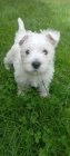 West Highland White teri�r �t��ata