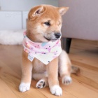 Prodm okovan,oderven a hygienicky vykolen tata SHIBA INU