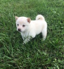 prodm okovan miniaturn bl tata shiba inu