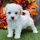 Prod�m kr�sn� a o�kovan� �t��ata Havana.