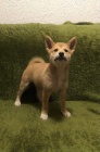 Shiba Inu �t��ata