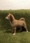 Shiba Inu �t��ata