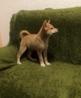 Shiba Inu �t��ata