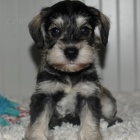 Toy kr�sn� o�kovan� �t��ata mal�ch kn�ra�� k adopci.