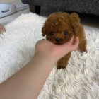 Prod�m �t��ata Pudla TOY.