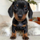 Prod�m �t��ata jezev��k�