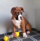 Prod�m �t��ata N�meck�ho boxera