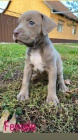 Pitbull Blueline Lilac �t��ata
