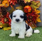 Prodm mini toy tata havanese.