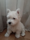 Prodm tata West Highland White Terriers