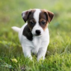 Prod�m �t��ata Jack russell teri�ra.