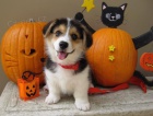 Prozrad tata Pembroke Welsh Corgi.