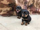 Krsn ttka rottweiler k adopci.