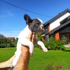 Francouzsk� buldo�ek