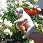 Francouzsk� buldo�ek