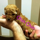 �erven� pudl �t��ata