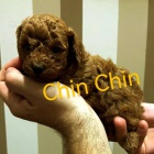 �erven� pudl �t��ata