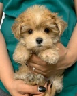 Prod�m �t��ata Maltipoo