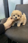 Prod�m �t��ata Maltipoo