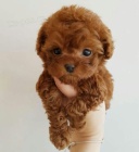 Prod�m �t���tka mini mini pudla hra�ek.