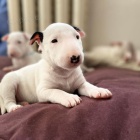 Prod�m �t��ata and�lsk�ho mini anglick�ho bulteri�ra.