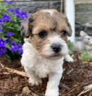 Prod�m mini �t��ata bi�onka poo