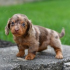 Prod�m zdrav�, o�kovan� a od�erven� �t��ata jezev��k�